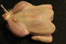 将图片加载到图库查看器,嫩雛雞