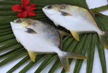 将图片加载到图库查看器,金鲳鱼