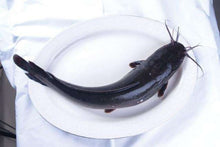 将图片加载到图库查看器,冷冻鲶鱼$5.25 / 磅