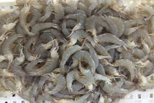 Load image into Gallery viewer, Shell-On Headless Shrimp
