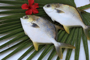 Golden Pompano Fish $5.99 per LB