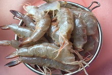 Load image into Gallery viewer, Shell-On Headless Shrimp
